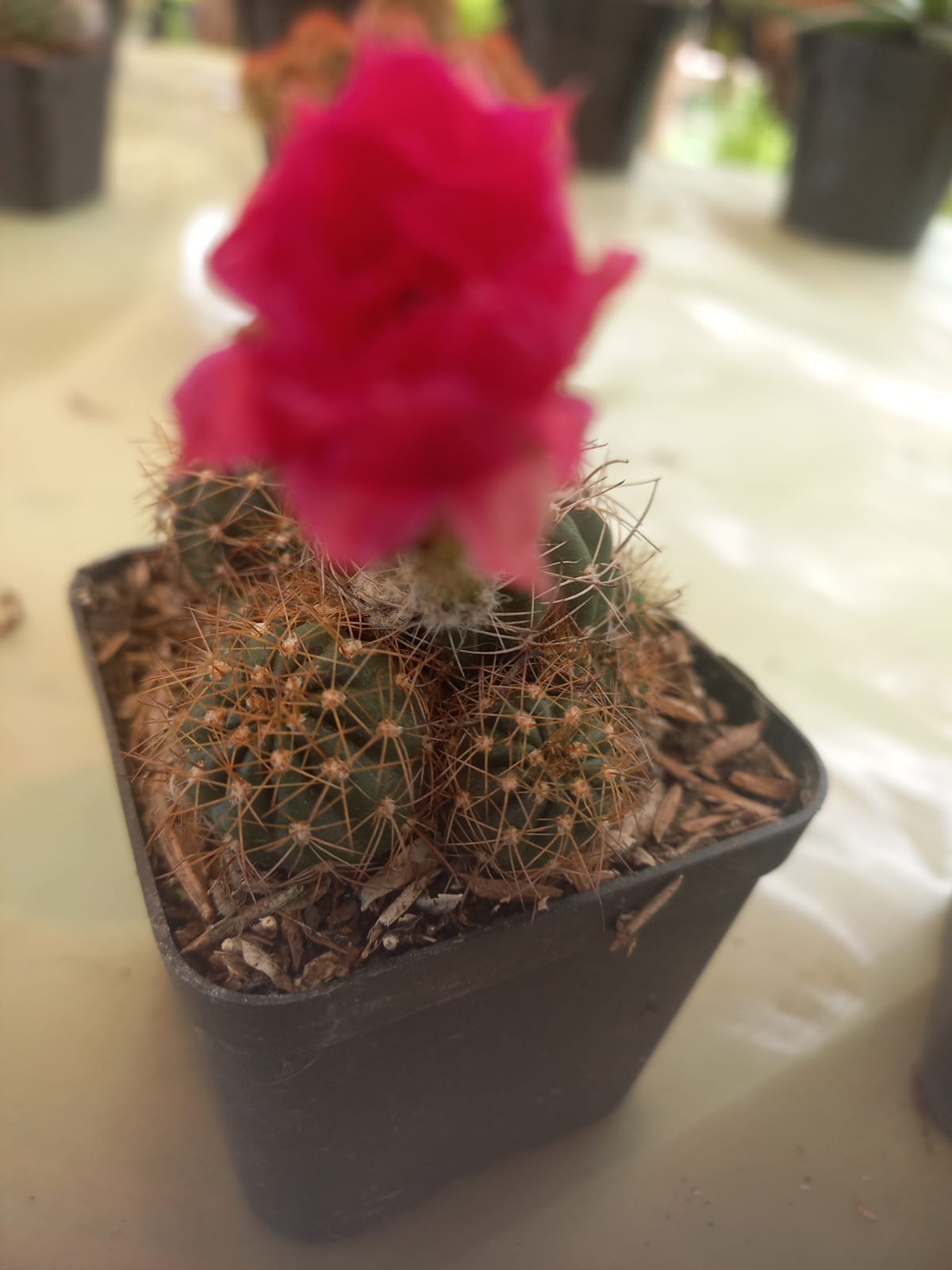 Arreglo de cactus decorativo